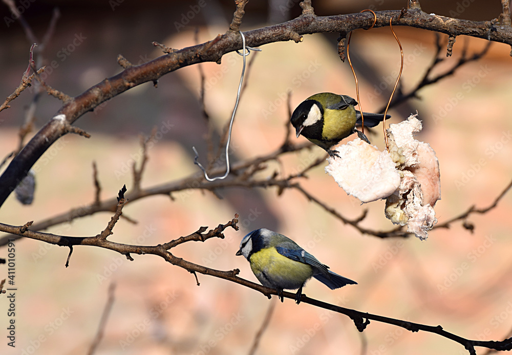 Obraz premium The Great Tit and blue tit feed on lard in the garden.
