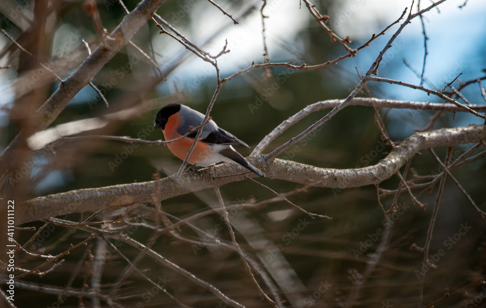 GIMPEL (maskulin) . Pyrrhula pyrrhula . Bullfinch (male) GIMPEL (maskulin) . Pyrrhula pyrrhula . Bullfinch (male)