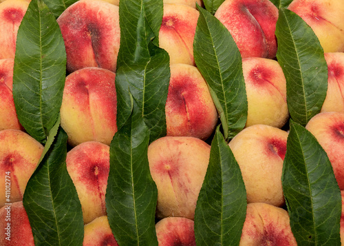 ripe peaches with foliage arranged in rows