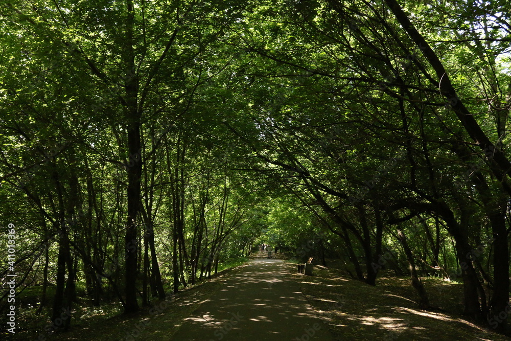 Obraz premium green forest in summer