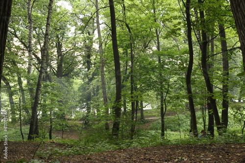 Fototapeta Naklejka Na Ścianę i Meble -  forest after rain in summer