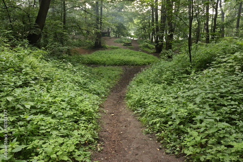 forest path in the summer