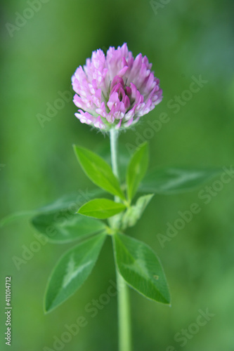 Blossom of the clover of red