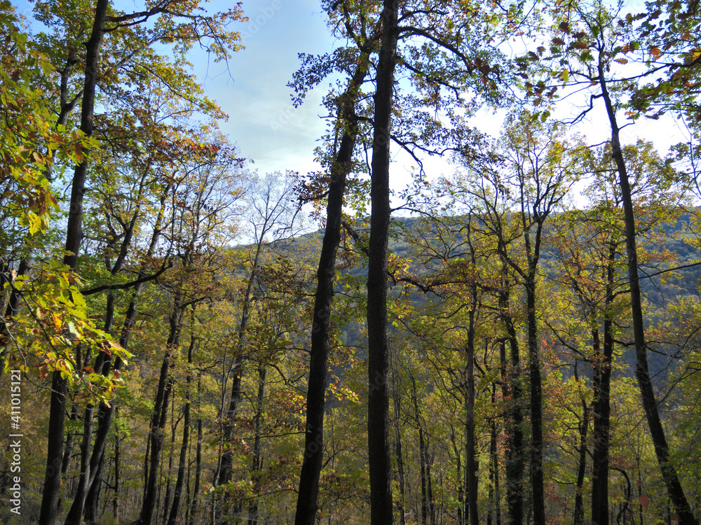 Fototapeta premium Autumn forest in the mountains