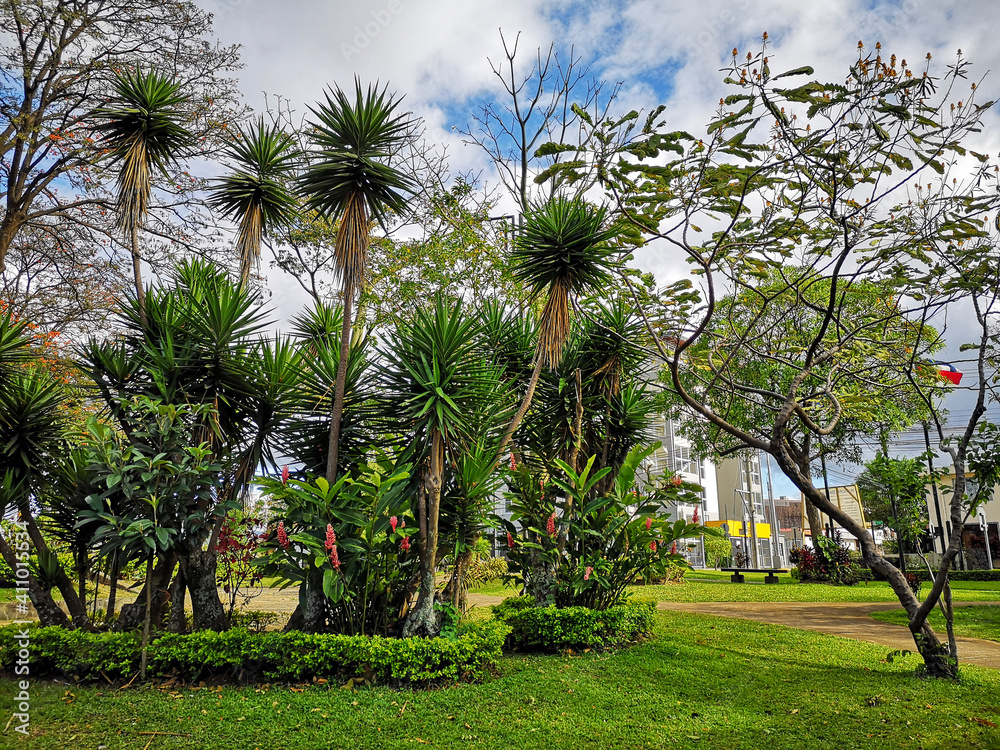 trees in the park