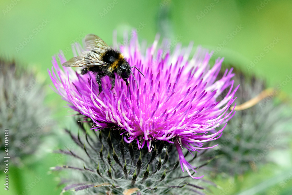 Bumblebee collects pollen from a thistle flower Bumblebee collects pollen from a thistle flower