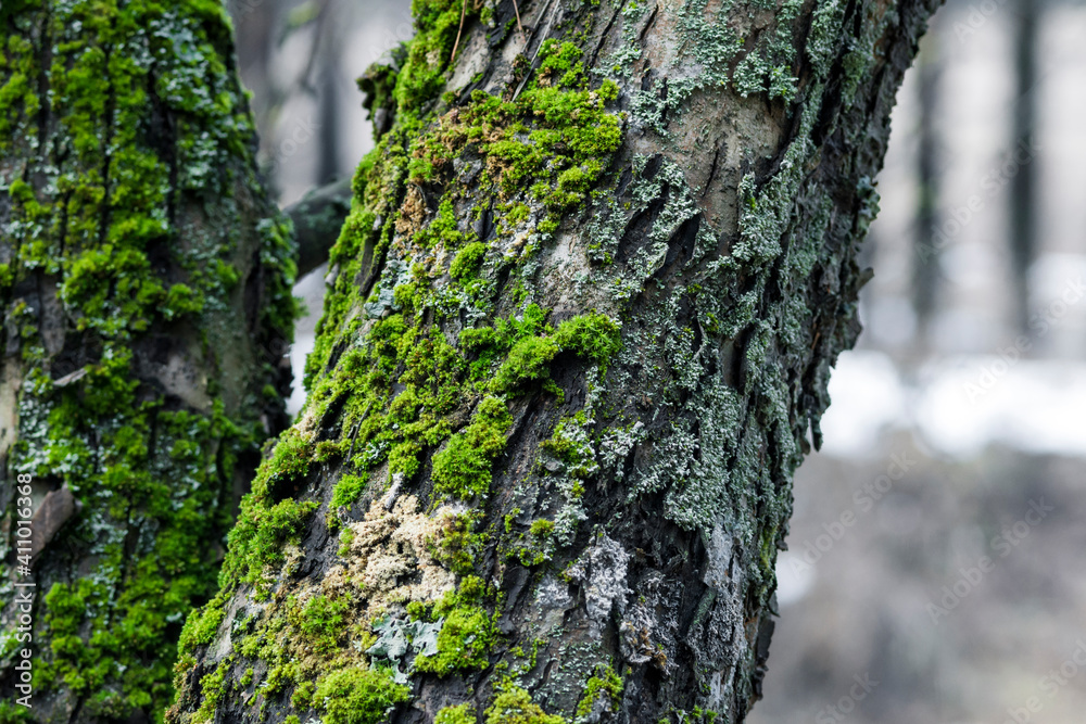 Tree trunk in the forest, covered with moss and lichen Tree trunk in the forest, covered with moss and lichen