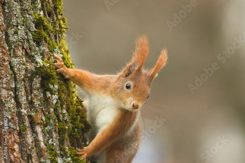 Ein neugieriges rotes Eichhörnchen an einem Baum, sciurus vulgaris © Martin