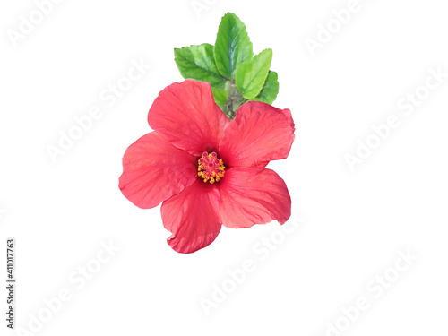 Beautiful red hibiscus flower with green leaves isolated on white background close-up. The photo can be used as a banner for advertising. There is room for text.  © Olha Petrash