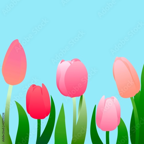Blooming tulips on a blue background. Flowers of different shades of red with green branches and leaves.  © Анастасия Маленко