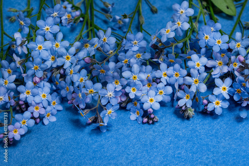 Forget-me-not flower on a blue background, bouquet of forget-me-nots clouse up