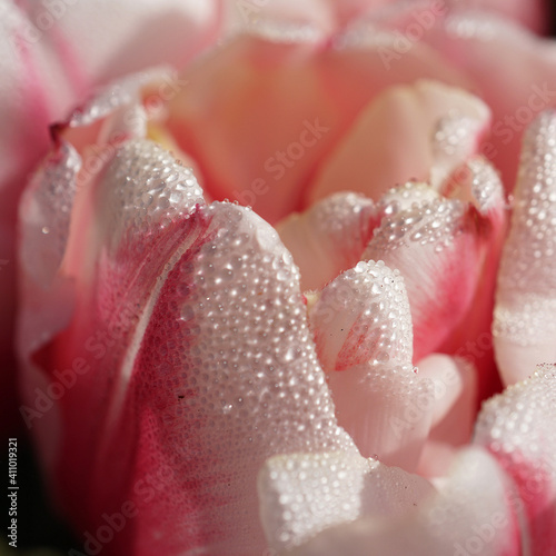 Pink white flowering tulipa covered with water drops. A tulip just after the rain. It's springtime. Romantic