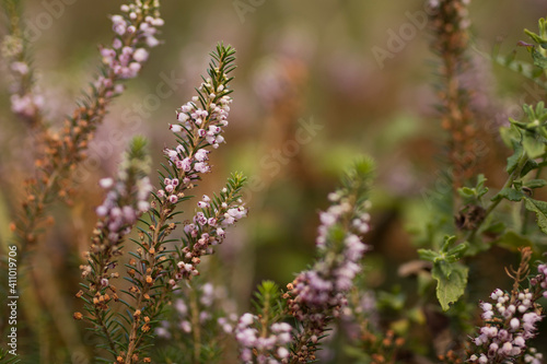 Flowering plant Cornish heath (Erica vegans). © Photo Art Lucas