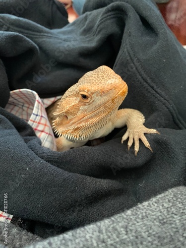 Bearded Dragon