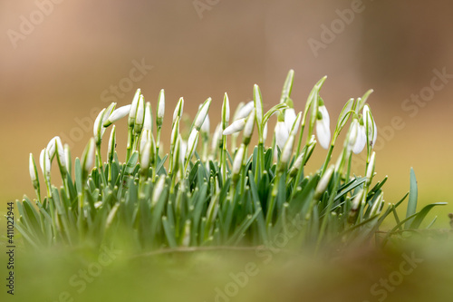 Snowdrop or common snowdrop (Galanthus nivalis) flowers with a bokeh background, in the first sunbeams of a new spring in Maastricht photo