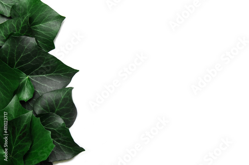 Green ivy leaves lie vertically in close-up on white isolated background with blank space for text, advertising design template concept, cosmetics and medicine, natural products and eco-friendly
