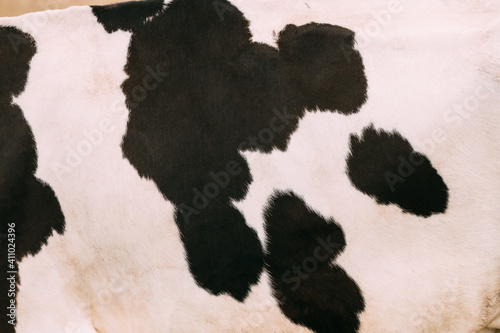 Close Up Skin With Black Spots of a Whitte Cow. Farm Animal © Grigory Bruev