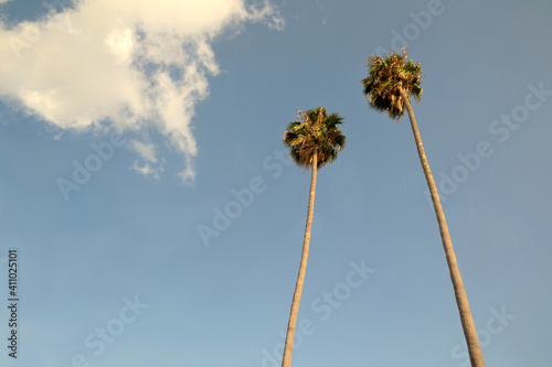 palm trees © Alessia Nicolini