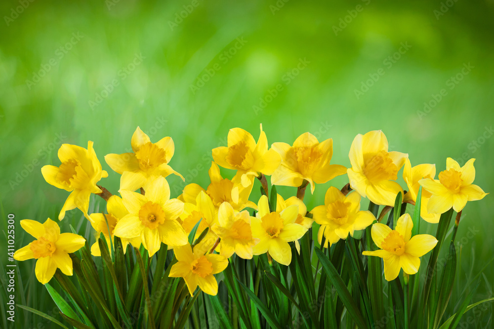 Obraz premium Spring Nature background with Daffodil Flowers