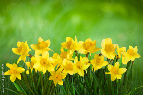 Spring Nature background with Daffodil Flowers © lumikk555