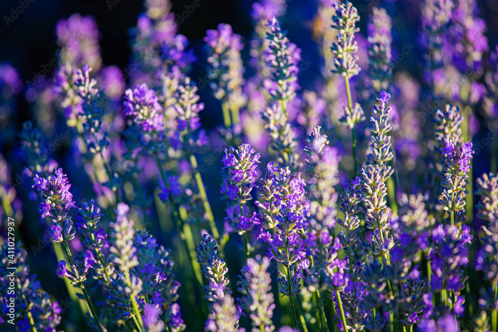 Purple lavender flower detail. Floral landscape with beautiful violet blooming