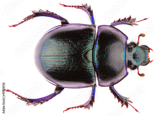 Anoplotrupes stercorosus dor beetle, is a species of earth-boring dung beetle from the family Geotrupidae. Dorsal view of dung beetle Anoplotrupes stercorosus isolated on white background.