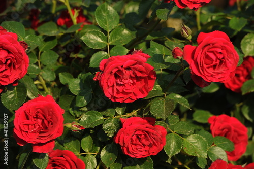 The gardens of Balchik. Red roses blooming in the beautiful gardens of Balchik, Bulgaria. Photo of the day. © samy