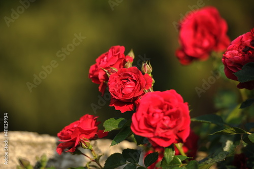 The gardens of Balchik. Red roses blooming in the beautiful gardens of Balchik  Bulgaria. Photo of the day.