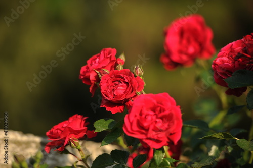 The gardens of Balchik. Red roses blooming in the beautiful gardens of Balchik  Bulgaria. Photo of the day.