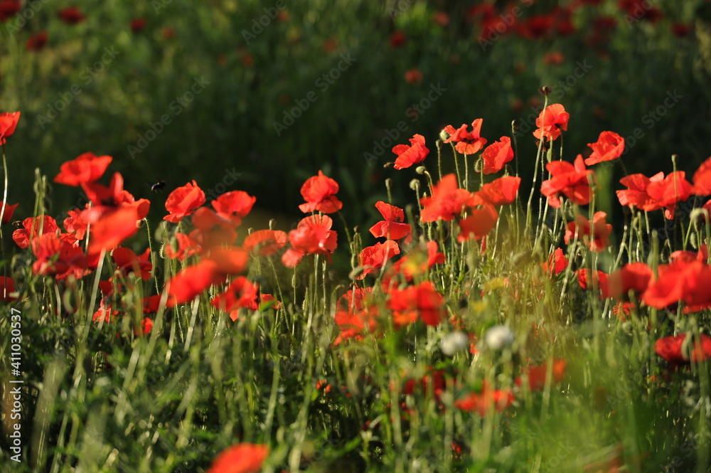 Poppy field in the beautiful gardens of Balchik, Bulgaria.