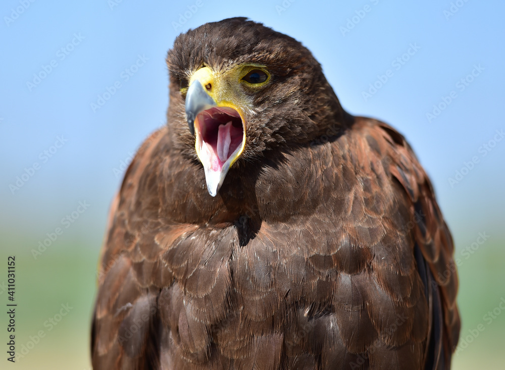 Obraz premium The field eagle, the bald eagle, while resting. day photo.