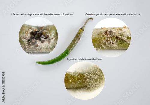 Close up sclerotium produce mycelium conidiophore and conidia  from fungus Botrytis spp. infected on green chili tissues in common name gray mold of fruit rot on green chili. photo