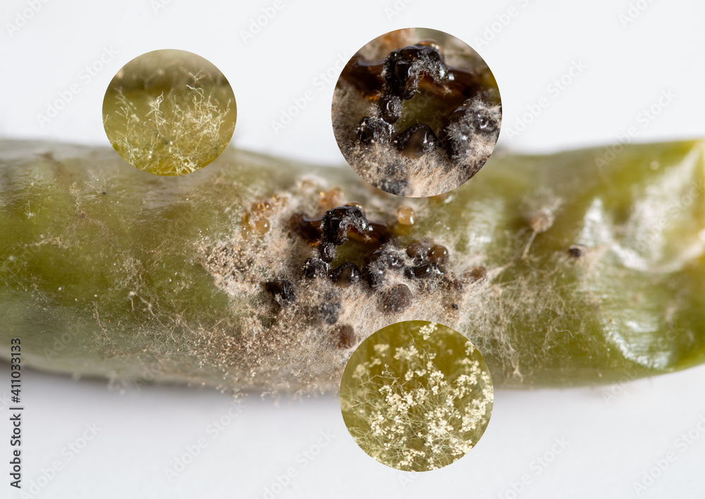 Close up sclerotium produce mycelium conidiophore and conidia from fungus Botrytis spp. infected