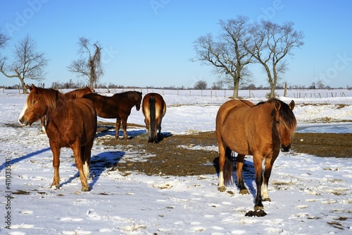 Horses in the snow © Vito