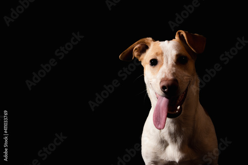 jack russell puppy on a black background