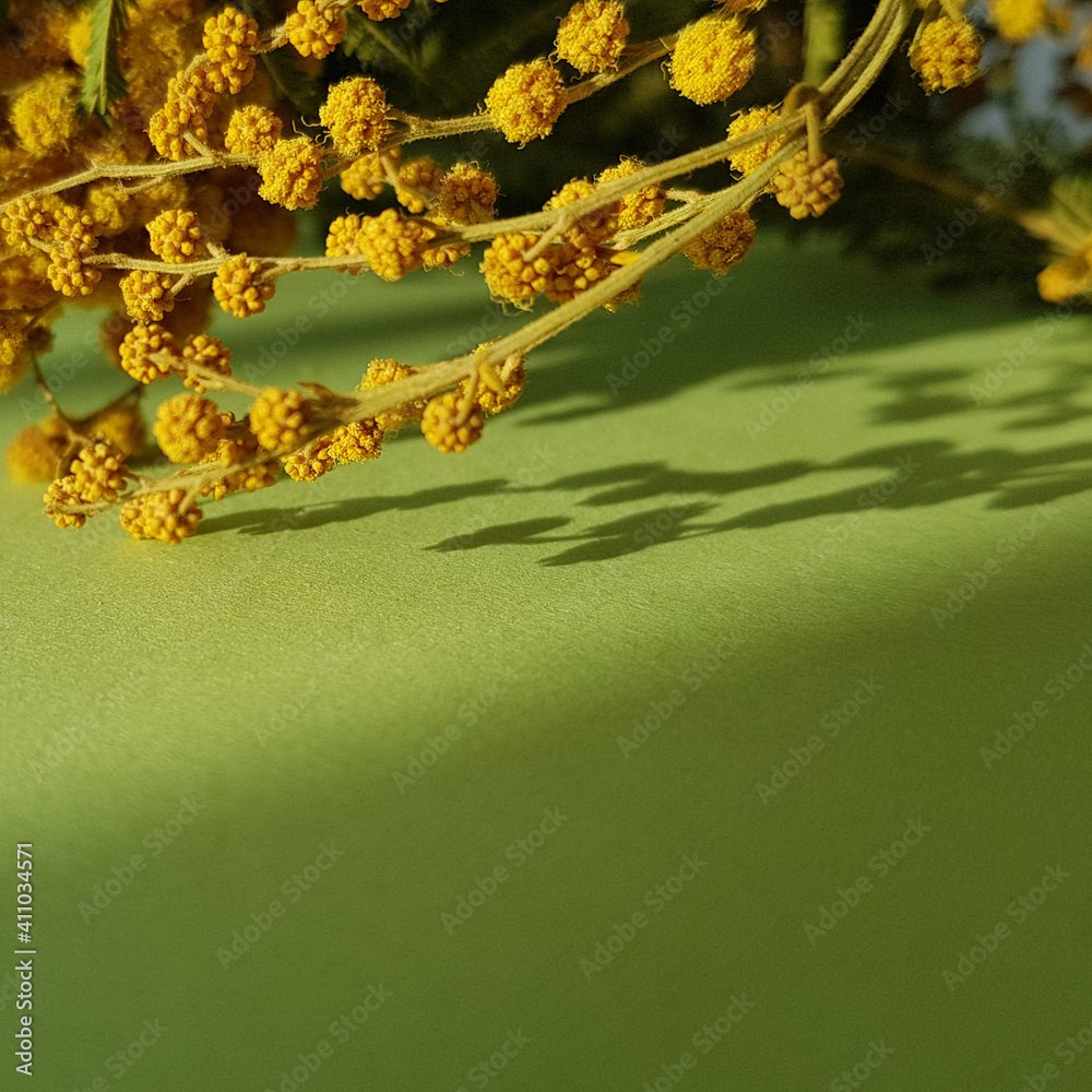 Fototapeta premium mimosa on a light background. spring festive flower for women's holiday