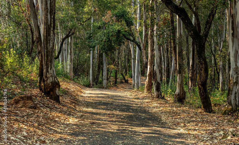 A landscape view of forest trails winding through tall eucalyptus trees. A landscape view of forest trails winding through tall eucalyptus trees.