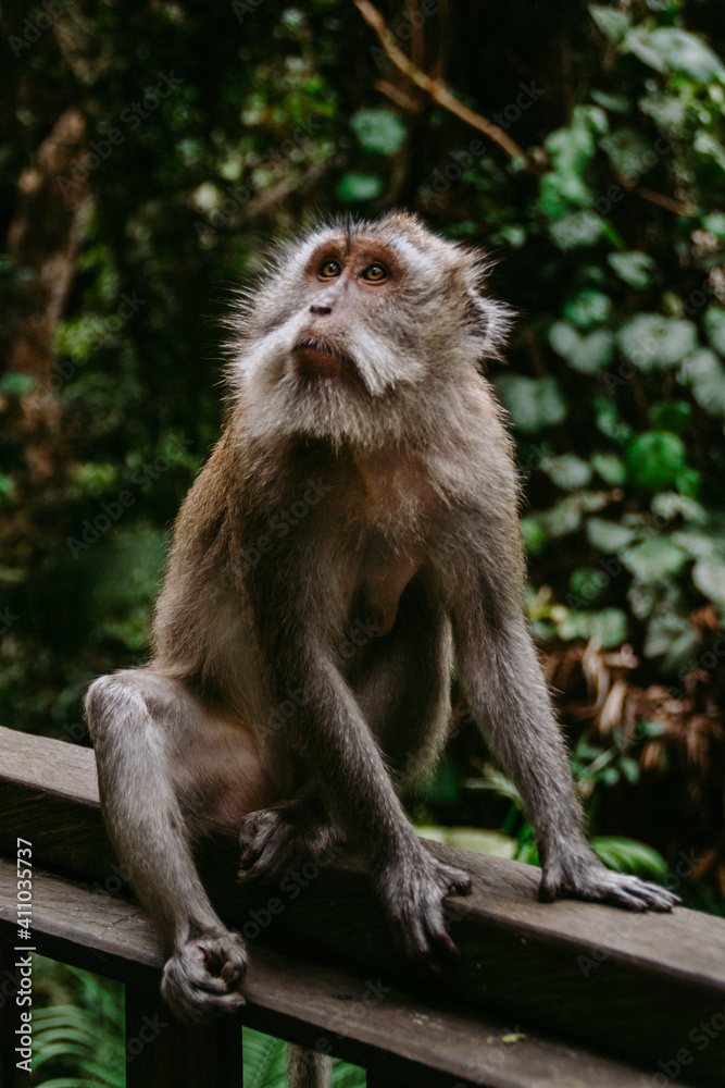 Sacred Monkey Forest Ubud. Animal/wildlife concept. View of the adult macaque monkey in Bali Indonesia. Tourist popular attraction/destination.