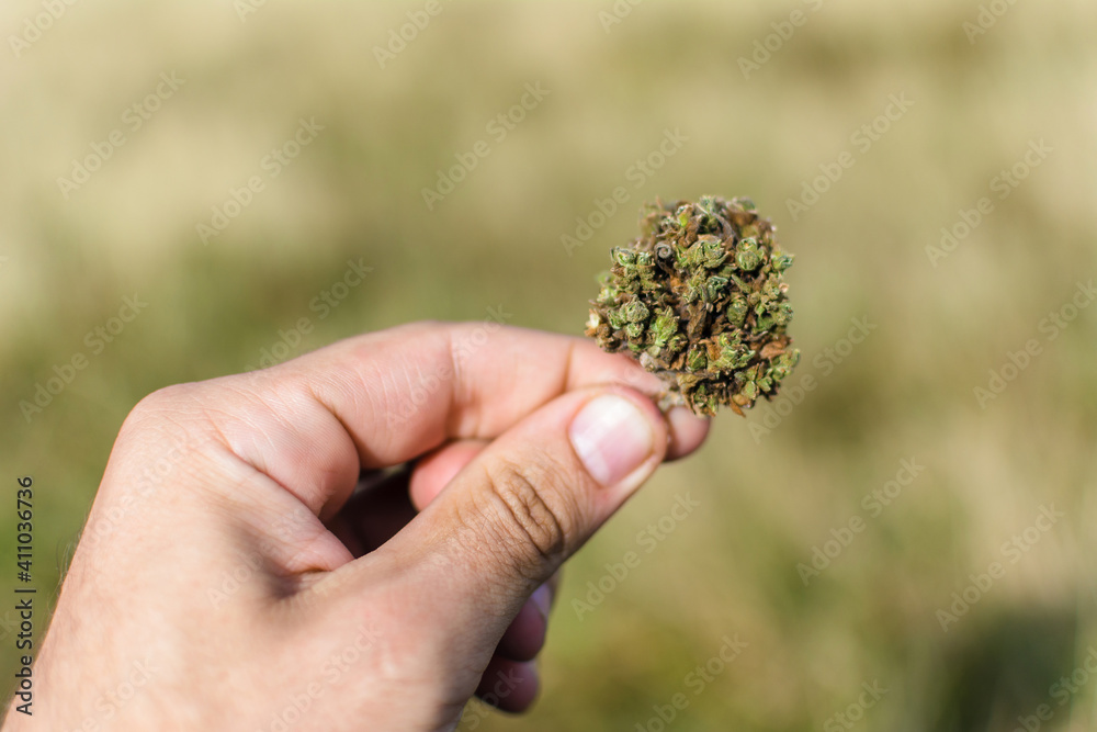 Dried cannabis inflorescences in hand on a background of green grass. The use of marijuana in medicine. Drugs. Calm vacation in the mountains on a sunny day. Cannabis, THC, CBD. Psychedelic. Dried cannabis inflorescences in hand on a background of green grass. The use of marijuana in medicine. Drugs. Calm vacation in the mountains on a sunny day. Cannabis, THC, CBD. Psychedelic.