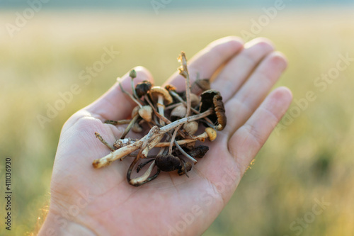 Psilocybin mushrooms in hand. Hallucinogenic and psychedelic substances. Psilocybe semilanceata. Drugs. Psilocin. A mystical spiritual experience. Rest in the mountains.