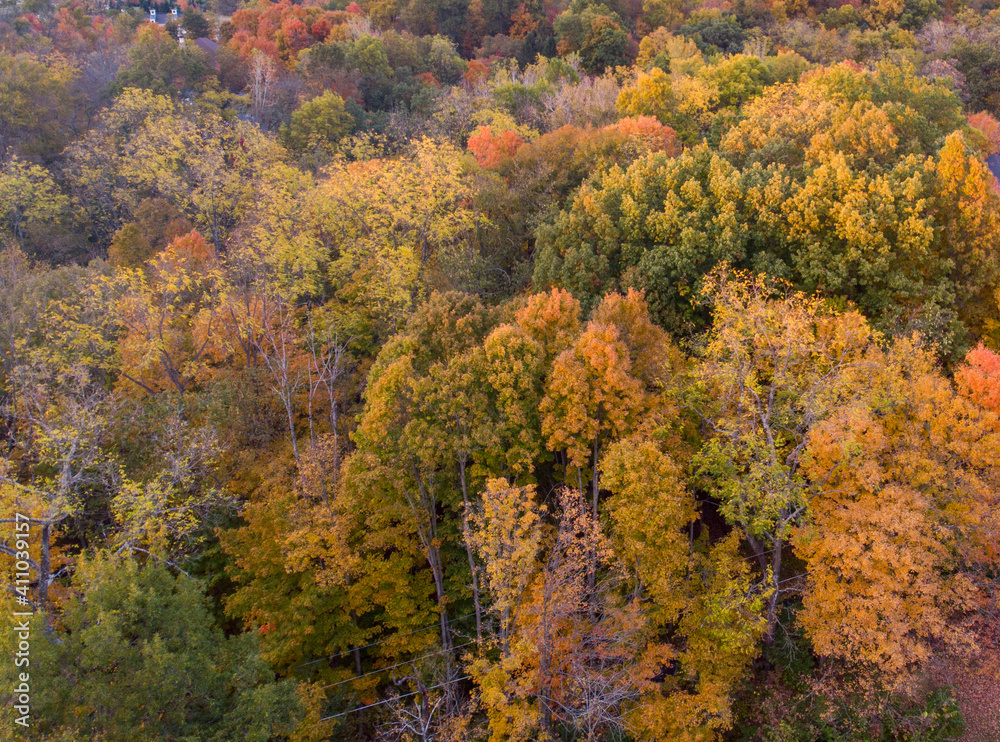 autumn in the forest