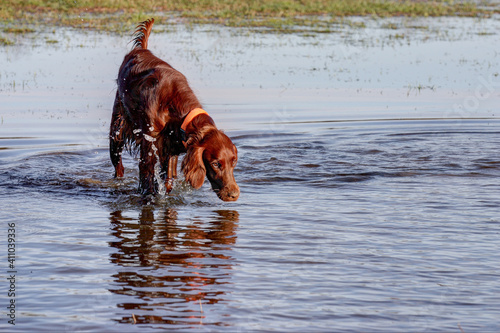 A beautiful Irish Setter when hunting in wetlands. The Irish Setter is a water-loving dog who likes to swim and rummage in the wet element.