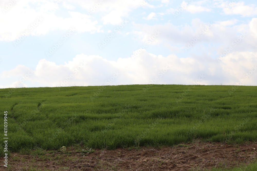 green field and sky