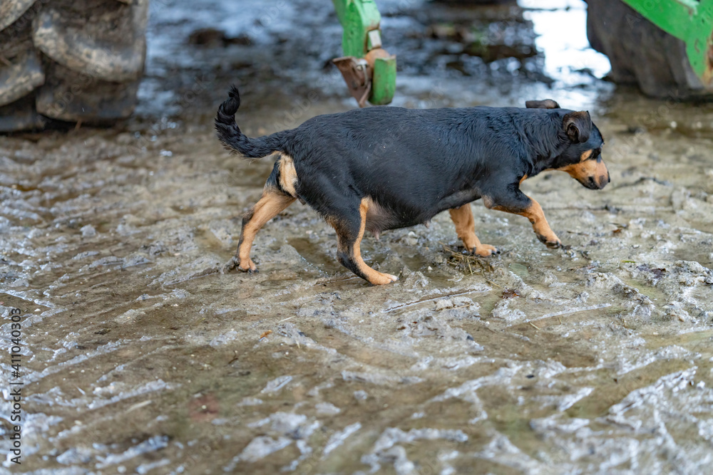 A fat pregnant Jack russel terrier. The dog is walking outside on the farm in the mud