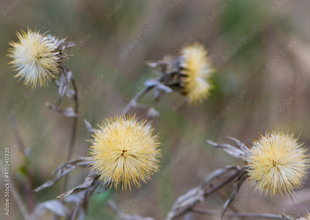 Dried autumn meadow flower on a background of dry grass. Plants' seeds. Autumn season. Dry field. wild flower. Natural background. Background picture. Seasons. Plants in nature. close-up Dried autumn meadow flower on a background of dry grass. Plants' seeds. Autumn season. Dry field. wild flower. Natural background. Background picture. Seasons. Plants in nature. close-up