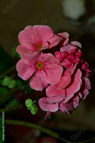 pink rose flower decor