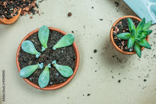 Urban Jungle - Zimmerpflanzen - Sukkulenten, Echeveria pflegen, umtopfen, vermehren - Interieurtrend Topfpflanzen