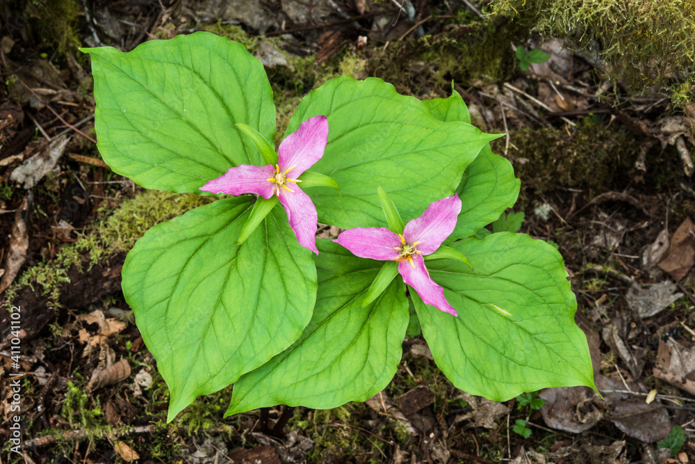 Ταπετσαρία Pair of western white trillium in the pink flower phase