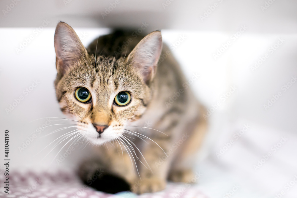 A tabby shorthair cat in a crouching position with a wide eyed expression and dilated pupils