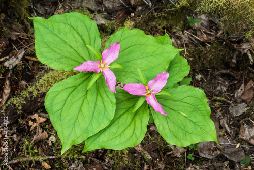 Pair of western white trillium in the pink flower phase photo